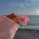 pink flower