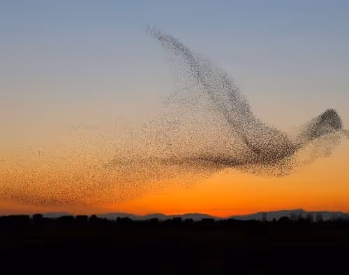 murmuration of birds