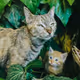 Cutie cats