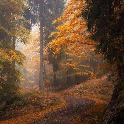 autumn forest