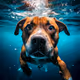 Dogga