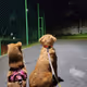 Dogs