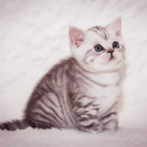 Kitten