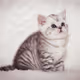 Kitten