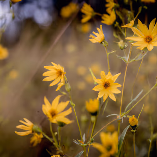 Flower Adventures