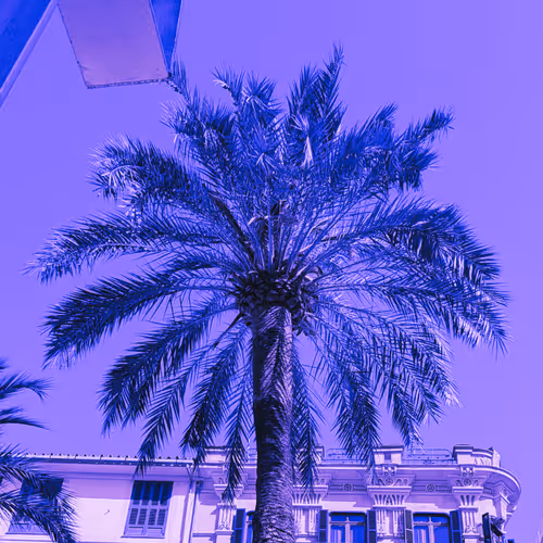 Palmtree
