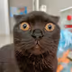 confused cat :)