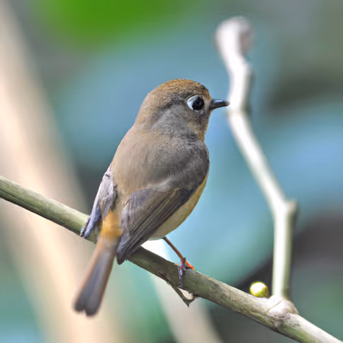 Sweet bird