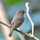 Sweet bird