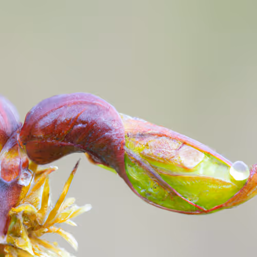 Snorpletwig