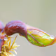 Snorpletwig