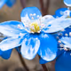 O_flower