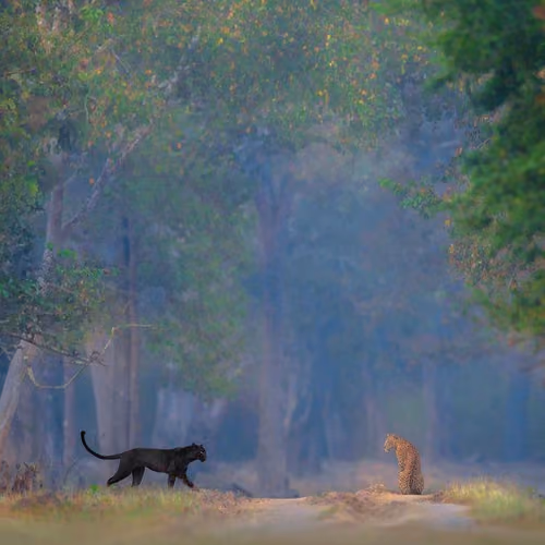 panther and leopard