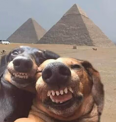 Pharaoh