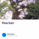Hoa ban