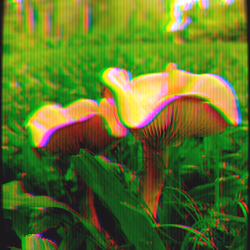 Shroom heaven