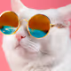 Catter :)