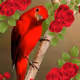 Mudan