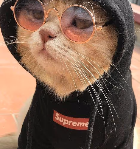 SmartCat