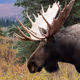 Real king animals