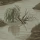 willow tree