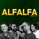 Alfalfa