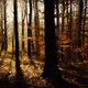 Mystical forest