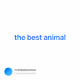 the best animal V2