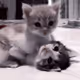 two kitties fallen in love