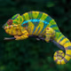 Chameleon