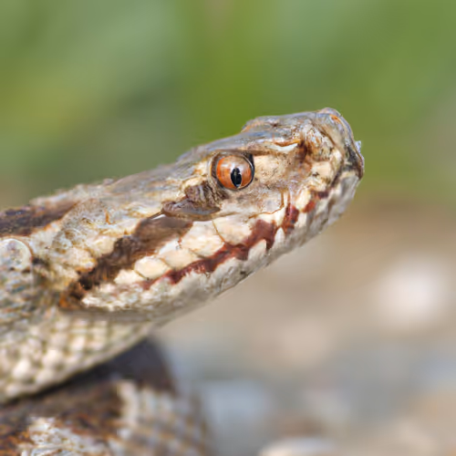 viper