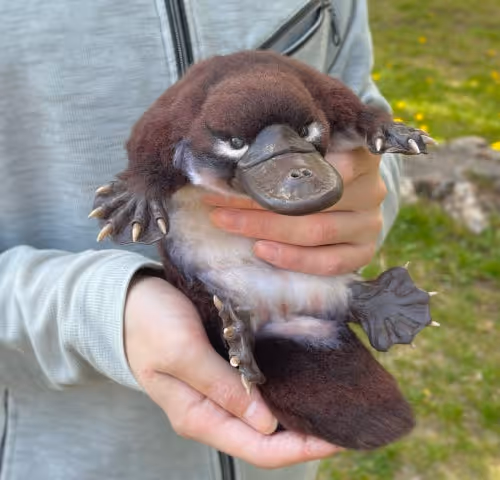 SEC Century Litigation: Platypus and Binance's Untold Secret