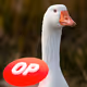 Optimistic Goosey