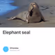 Elephant seal