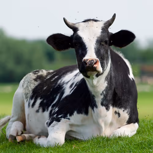 cow