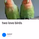 two love birds