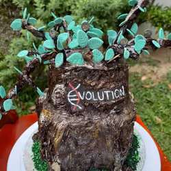 Cake Creations By Toki