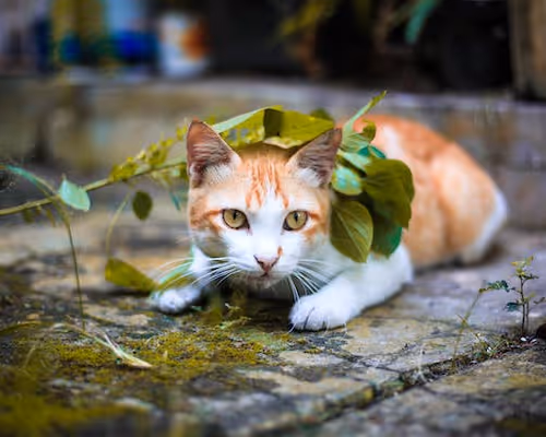 0xfac2af0e3226b64871f40189e6b743d43334cc47