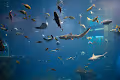 Fishes V2