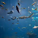 Fishes V2