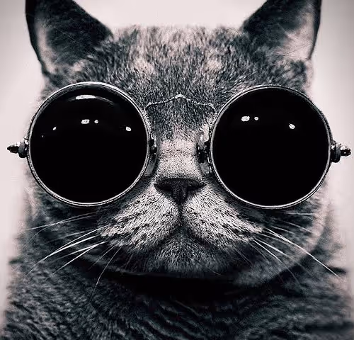 Cats