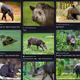 Tapir collection