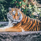 Neon Omen