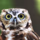 Friendly owl