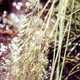 Summer breeze