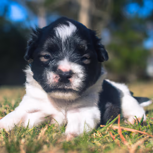 Wiggly puppy