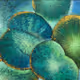 The Lotus Flower