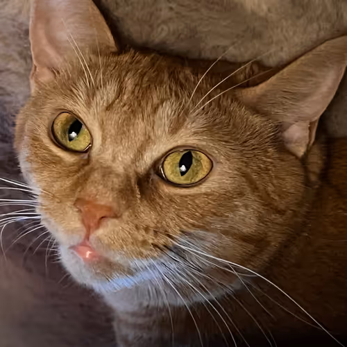 clementine + satsuma