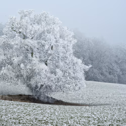 thunderfrost