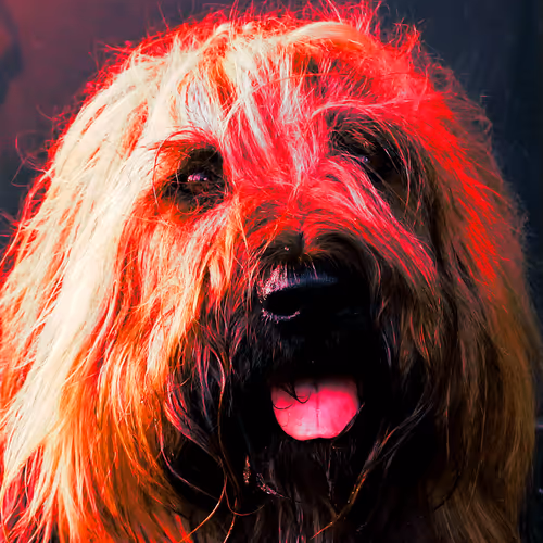 Technicolor Animals